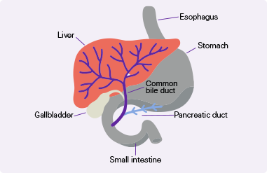 Digestive system diagram
